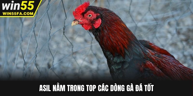 Asil nằm trong top các dòng gà đá tốt