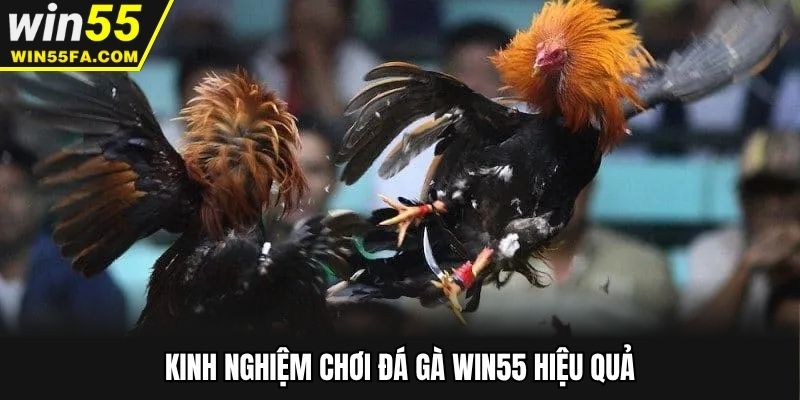 Bí kíp chọn cửa cược đá gà chuẩn nhất