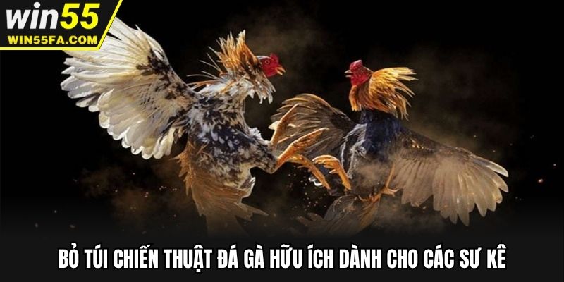 Bỏ túi chiến thuật đá gà hữu ích dành cho các sư kê