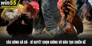Các Dòng Gà Đá - Bí Quyết Chọn Giống Và Đào Tạo Chiên Kê