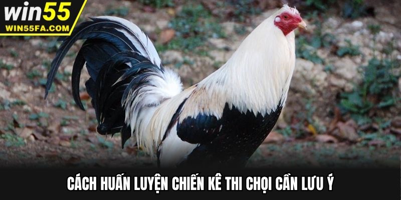 Cách huấn luyện chiến kê thi chọi cần lưu ý
