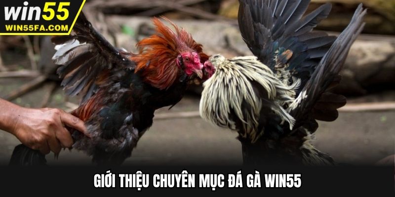 Đá gà Win55 - Hình thức giải trí thú vị nhất 2025