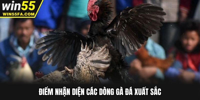 Điểm nhận diện các dòng gà đá xuất sắc