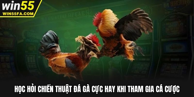 Học hỏi chiến thuật đá gà cực hay khi tham gia cá cược