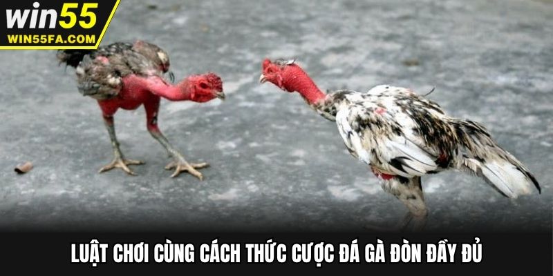 Luật chơi cùng cách thức cược đá gà đòn đầy đủ