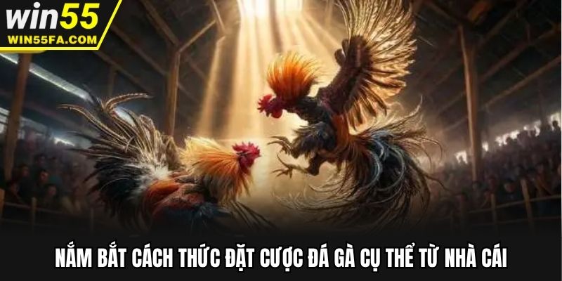 Nắm bắt cách thức đặt cược đá gà cụ thể từ nhà cái