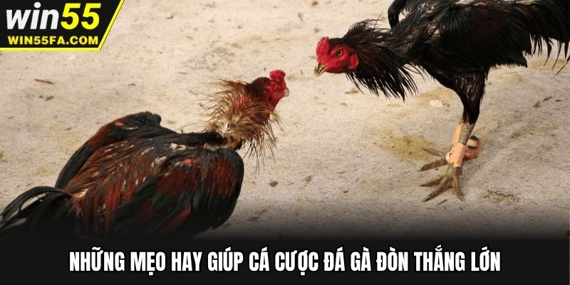 Những mẹo hay giúp cá cược đá gà đòn thắng lớn