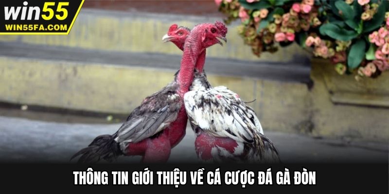 Thông tin giới thiệu về cá cược đá gà đòn